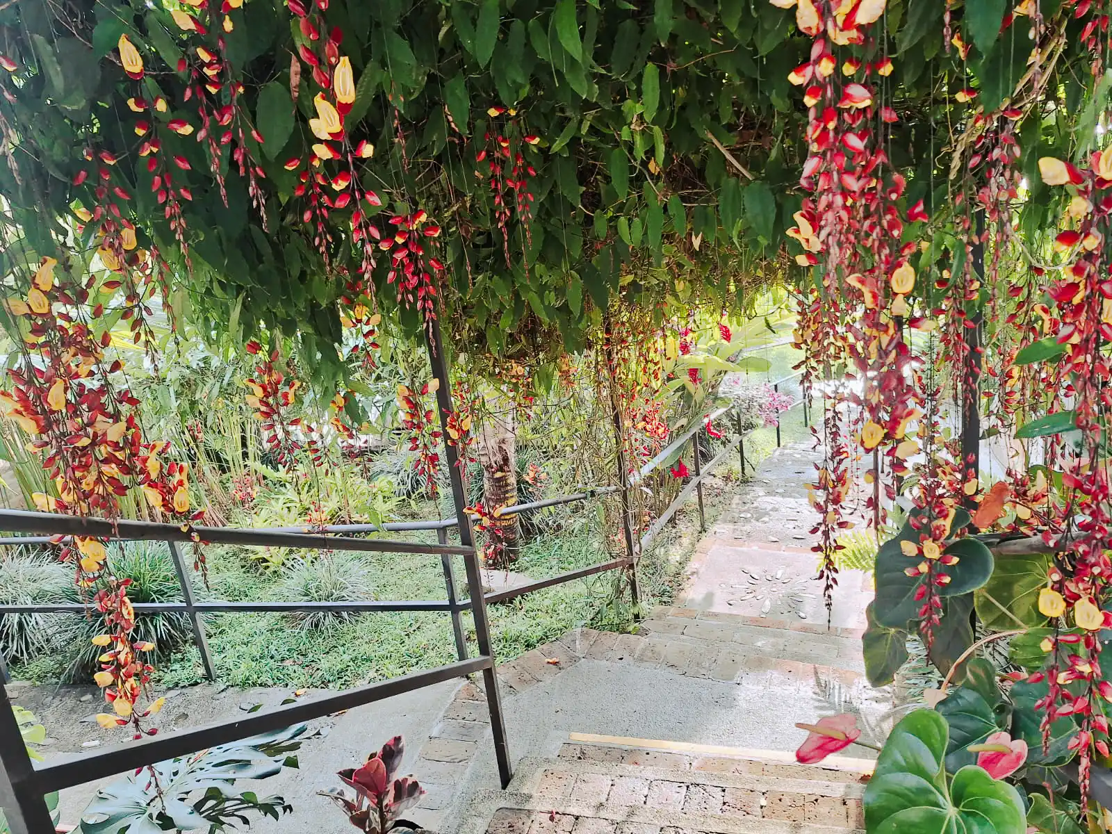 Escalera de jardín adornada con flores rojas y amarillas colgantes en finca hotel de Alcalá, Valle del Cauca.