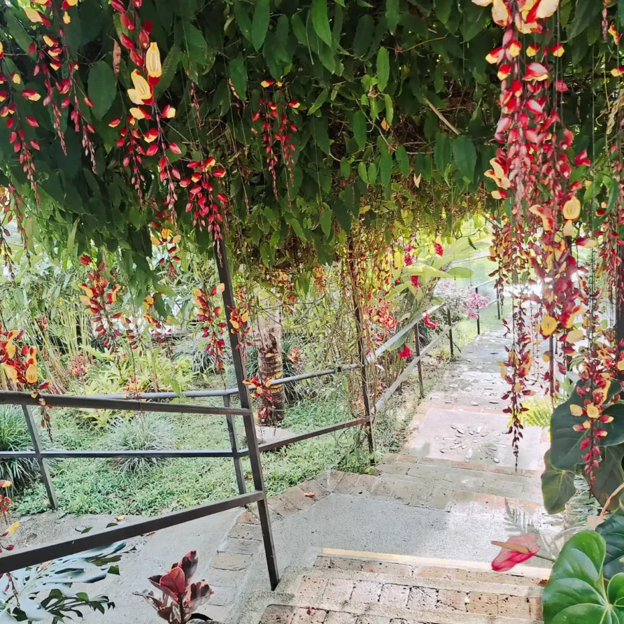 Escalera de jardín adornada con flores rojas y amarillas colgantes en finca hotel de Alcalá, Valle del Cauca.